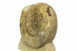 Jurassic Ammonite (Stephanoceras) Fossil - England #351344-1